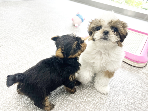 ☆こどもの日☆